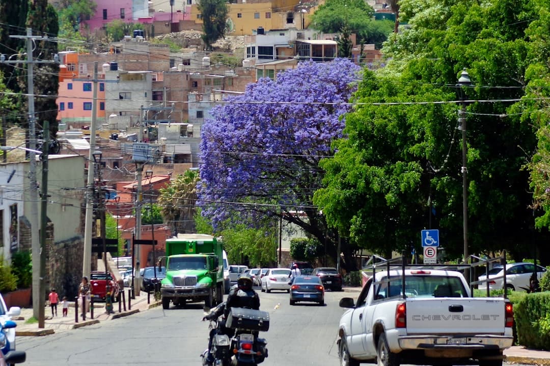 Tampico detecta 25 islas de calor y lanza plan de arborización para enfriar la ciudad (imagen adicional)